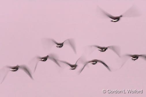 Geese In Dawn Flight_50458.jpg - Canada Geese (Branta canadensis) photographed along the Scugog River near Lindsay, Ontario, Canada.